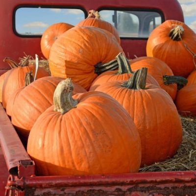 Pumpkin : From Seeds To Harvest - Urban Farmer Seeds Fast Growing Vegetables, Types Of Pumpkins, Pumpkin Varieties, The O.c., Planting Pumpkins, Large Pumpkins, Giant Pumpkin, Urban Farmer, Safety Rules