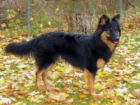 Bohemian Shepherd: Dog Breed Characteristics and Care Bohemian Shepherd, Dog Breeds Medium, Purebred Dogs, Medium Dog, Pets 3, Dogs Breeds, Alphabetical Order, Long History, The Czech Republic