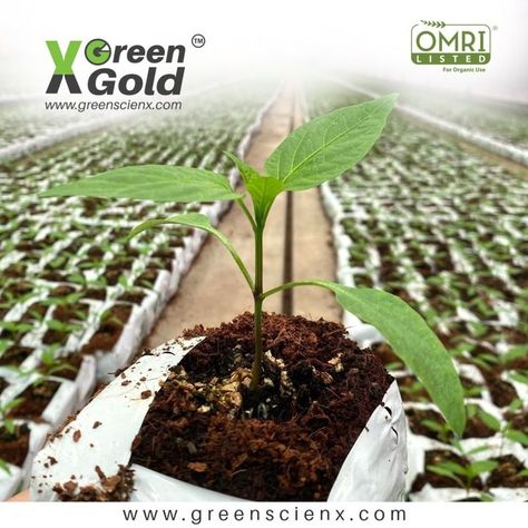 Premium Coco Peat Grow Cube! Green X Gold!! #cocopeat #coir #substrates #peat #growing #omri #organic #5kgblock #growbag #growslab #growcube #greenhouse #medium #peatfree #lowec #highec #premiumquality #perlite #india #fifa Mail @ marketing@greenscienx.com Call @ +91 7305092964 | INDIA Visit @ www.greenscienx.com Coco Peat, Grow Bags, Mail Marketing, Fifa, Coco, India, Marketing, Green, Gold