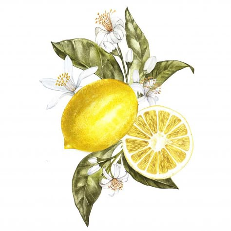 Lemon Tattoo, Lemons And Flowers, Tree With Leaves, Watercolor Flower Illustration, Watercolor Lemon, Lemon Flowers, Lemon Art, Illustration Botanique, Lemon Tree