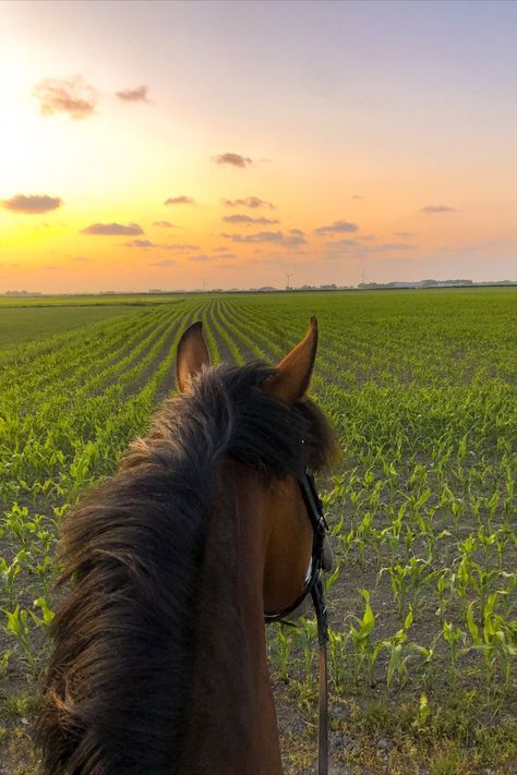 Horse in grain field riding with at the background a sunset, pink sky with clouds. Happy relaxed horse. Aesthetic Horse Riding, Horse Photography Poses, Horse Riding Aesthetic, Summer Hacks, Country Photography, Horse Ears, Horse Riding Equestrian, Horse Aesthetic, Two Horses