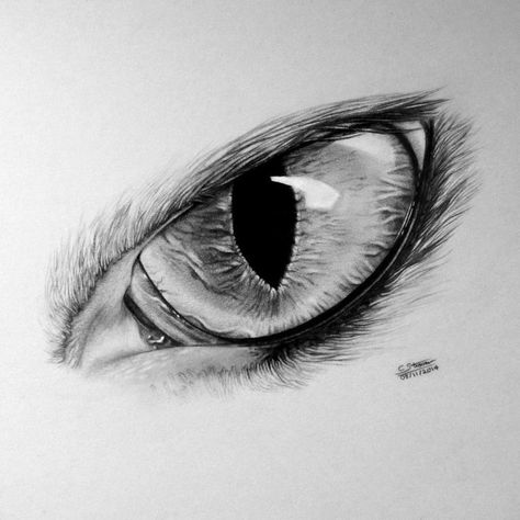 Tattoo Wolves, Wolf Eye Tattoo, Cat Eye Drawing, Wolves Drawing, Cat Eyes Drawing, Cat Eye Tattoos, Wolf Sketch, Sketches Tattoo, Wolf Eyes