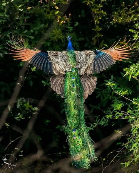 Peacock Flying, Air Energy, Peacock Images, Peacock Photos, Tropical Art Print, Peacock Painting, Animal Model, Peacock Art, Nature Color Palette