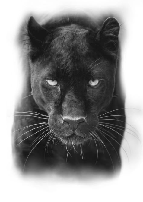 Black Pantha Tattoo Women, Half Panther Face Tattoo, Black Panther Realism Tattoo, Black Panther Chest Tattoo, Panther Realism Tattoo, Black Panther Hand Tattoo, Feminine Panther Tattoo For Women, Black Panther Face Tattoo, Panter Tattoo Men