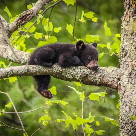 You know it’s spring when baby bears are out! This cute cub is lounging in a tree at Great Smoky Mountains National Park in Tennessee. Mother bears and their cubs usually emerge from their winter dens in late March to early April. Photo by Matt & Delia Hills (www.sharetheexperience.org). Photo Ours, Animals Sleeping, Black Bear Cub, Baby Bears, Sleeping Bear, Animal Babies, Black Bears, Bear Pictures, Bear Cub