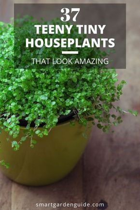 Plants For Small Spaces, Planet Decor, Small Houseplants, Small House Plants, Small Indoor Plants, Household Plants, Smart Garden, Inside Plants, Best Indoor Plants