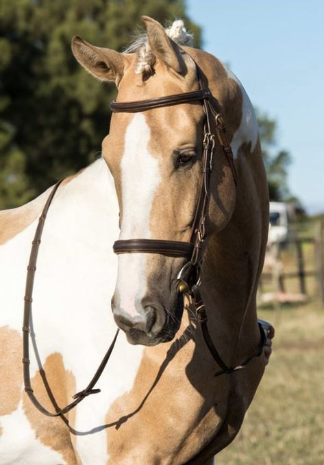 Palomino Paint Horse, Cheval Pie, Warmblood Stallion, Horse Markings, Horse Coat Colors, Horse Palomino, Show Jumping Horses, Paint Horses, Pinto Horse