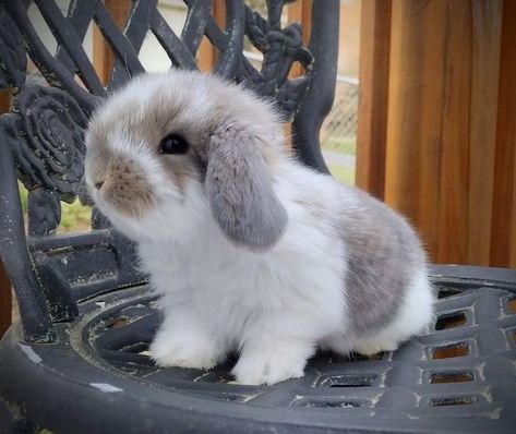 French Lop Bunny, Anthro Rabbit, French Lop Rabbit, Mini Lop Bunny, Bunny Breeds, American Fuzzy Lop, French Lop, Mini Lop Bunnies, Mini Lop Rabbit