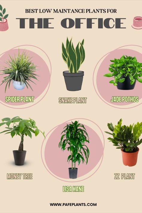 Plants That Can Survive Without Sunlight, Plants For Work Office, Low Maintenance Office Plants, Good Office Plants, Small Desk Plants, Cubicle Plants Decor, Welcoming Office Decor, Small Plant Business Ideas, Office Plants Ideas Desk Areas