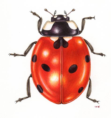 Lizzie Harper, Science Drawing, Winsor And Newton Watercolor, Ladybug Art, Science Illustration, Natural Science, Illustration Botanique, Watercolour Illustration, Beautiful Bugs