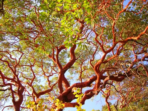 Madrona Tree, Madrone Tree, Botany Study, Arbutus Tree, California Landscaping, Tree Chair, Manzanita Tree, Broadleaf Evergreen, Path Ideas