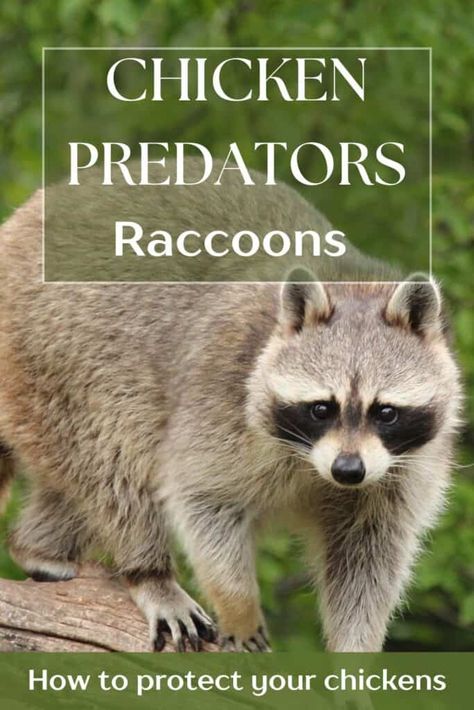 raccoon walking on a log in a forest Getting Rid Of Raccoons, Canadian Prairies, Backyard Chicken Farming, Chickens And Ducks, Chicken Farming, Chicken Feed, Chicken Runs, Chicken House, Chicken Farm