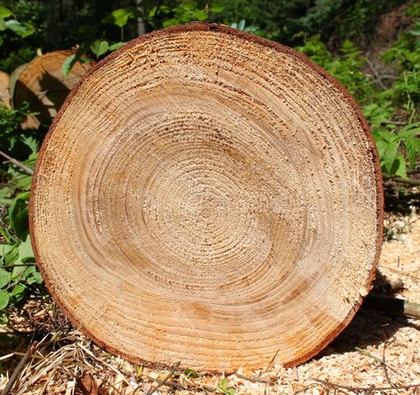 Tree cookies are the preserved cross-sections of tree limbs and trunks. These specimen disks illustrate the biology of annual tree rings and defects. Wood Slice Crafts Diy, Tree Trunk Slices, Tree Stump Side Table, Stump Ideas, Tree Limbs, Tree Growth, Earth Song, Wood Wall Art Diy, Wood Slice Crafts