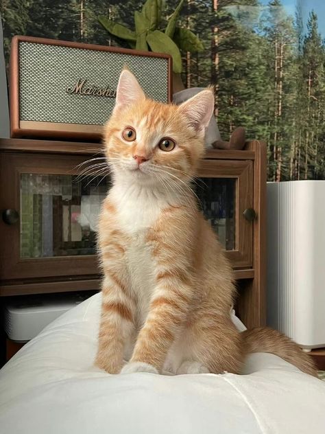 Söt Katt, Cute Cat Wallpaper, Cute Cats Photos, Cute Kitties, Orange Cats, Pretty Animals, Ginger Cats, Cat Aesthetic, Cat Wallpaper