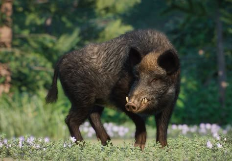 The Wild Boar (Sus scrofa) is a large Eurasian ungulate featured in the Eurasia Animal Pack DLC for Planet Zoo. Population In Wild: Unknown The wild boar (or Sus scrofa), also known as the Eurasian wild pig, is a pig native throughout the temperate regions of Eurasia, as well as Mediterranean Northern Africa, Asian deserts and shrublands, and tropical rainforests and grasslands of Southeast Asia. It has also been introduced to North and South America and Oceania. Due to its wide distribution ... Boar Aesthetic, Boar Animal, Wild Boar Logo, Wild Boar Tattoo, Wild Boar Illustration, Wild Boar Drawing, Wild Boar Ragu, Boar Drawing, Boar Illustration