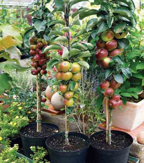 Guide to Urban Homesteading – Mother Earth News Fruits Farming, Fruit Farming, Urban Beekeeping, Fruit Tree Garden, Raised Bed Gardens, Fruit Growing, Urban Homestead, Gardening Trends, Homesteading Skills