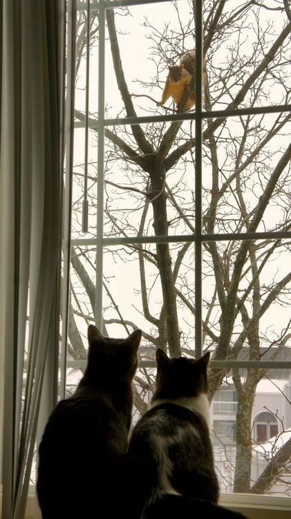 Squirrel Appreciation Day, Looking Out Window, Cat Names, Cat Care, Cat Litter, Squirrels, Litter Box, Halloween Cat, Image Hd