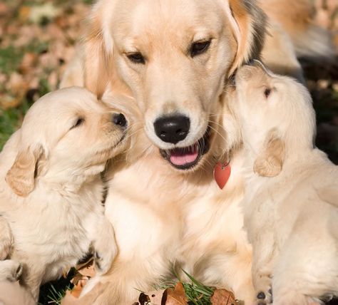 Their mom thinks so too. | Community Post: 28 Pictures Of Golden Retriever Puppies That Will Brighten Your Day Puppy Kisses, Love My Dog, Dog Activities, Golden Retriever Puppy, Retriever Puppy, Dogs Golden Retriever, Golden Retrievers, On The Ground, Beautiful Dogs