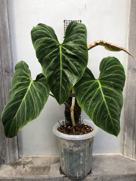 Plant Nook, Philodendron Splendid, Plant Parenthood, Plant Room, Plants And Gardening, All Things Green, Plant Identification, Room With Plants, Plant Ideas