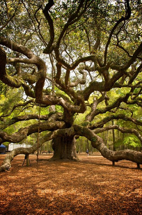 Huge Tree, Oak Trees, Beautiful Trees, Live Oak Tree, Oak Tree Aesthetic, Oak Tree Drawing Sketch, Oak Trees Aesthetic, Angel Oak Tree, Large Oak Tree