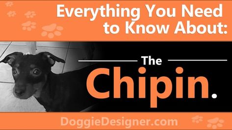 Chipin Breed - Pictures, Facts & Personality Traits | Doggie Designer Chipin Dog, Dog Personality Types, Great Dane Names Male, Dogs Behavior Meaning, Boykin Spaniel Names, Chihuahua Facts, Miniature Pinscher Mix, Flea Prevention, Dog Facts