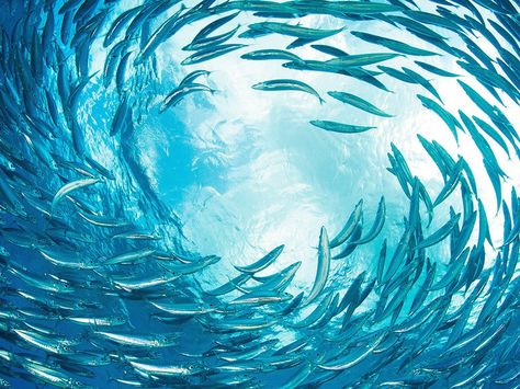 Sardines swirl en masse at Thousand Steps Reef off the island of Bonaire in this National Geographic Photo of the Day from our Your Shot community. School Of Fish Painting, National Geographic Wallpaper, House Tully, Fish School, Shoal Of Fish, Summertime Blues, Fish Pie, Underwater Theme, School Of Fish