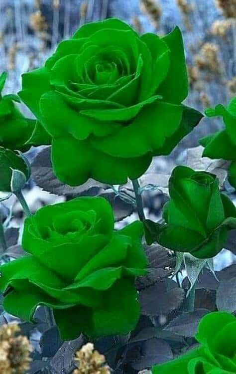 Learn about different types and varieties of roses that you can grow in your garden including climbing roses and English roses. #roses #greenflowers #uniqueroses Green Roses, نباتات منزلية, Rose Flower Pictures, Rose Seeds, Rose Flower Wallpaper, Seni Dan Kraf, मोबाइल वॉलपेपर, Love Roses, Unusual Flowers