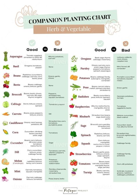 Veggie Garden Layout, Planting Layout, Planting Chart, Vegetable Planting Guide, Companion Planting Guide, Companion Planting Chart, Companion Planting Vegetables, Garden Bed Layout, Cozy Balcony