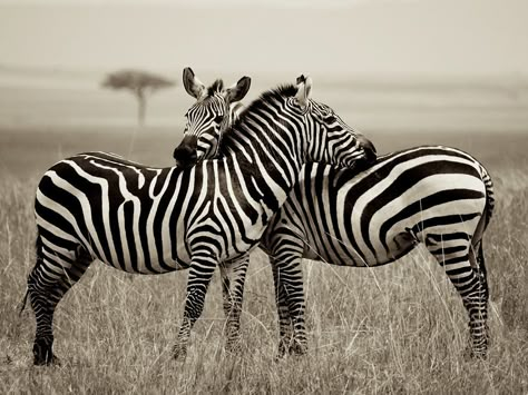 Zebra Picture -- Animal Wallpaper -- National Geographic Photo of the Day www.ilove-Africa.com Zebra Pictures, Zebra Wallpaper, Zebras Animal, Backgrounds Iphone, National Geographic Photos, African Animals, Animal Wallpaper, Donkeys, Giraffes