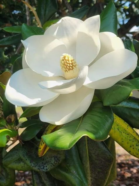 Magnolia Tree Landscaping, Yellow Magnolia, Flower Pic, Hummingbirds Photography, Magnolia Colors, Flower References, Magnolia Grandiflora, Flowers To Paint, Magnolia Tree