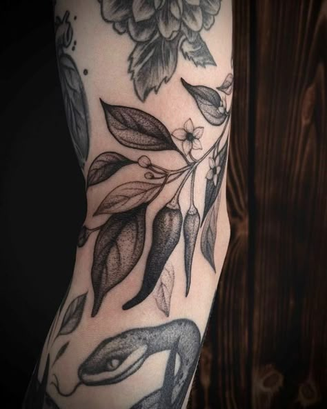 Chili Pepper Plant Tattoo, Chilli Plant Tattoo, Chili Plant Tattoo, Pepper Plant Tattoo, Hot Pepper Tattoo, Jalapeno Tattoo, Chilli Pepper Tattoo, Chilli Tattoo, Chili Pepper Tattoo