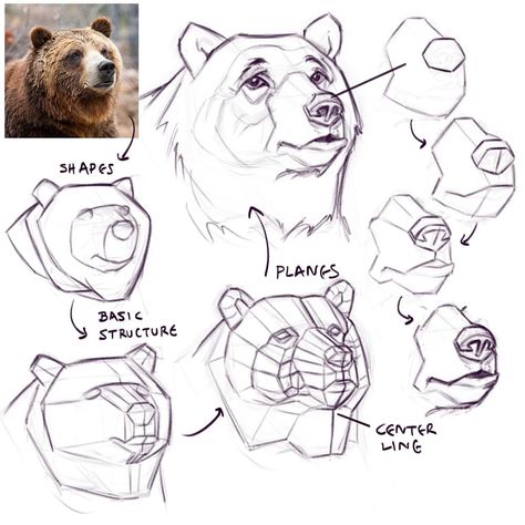 Anastasios Savvopoulos | They are looking so sad 😭! 😂 So, I did some Stylized drawing studies of bears 🐻. I think the most difficult thing is to capture the mass… | Instagram Bear Nose Drawing, How To Draw A Bear Face, Animal Study Drawing, Bear Art Reference, Bear Anatomy Drawing, How To Draw A Bear, Animal Anatomy Art, Bear Art Drawing, Bear Head Drawing