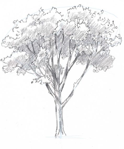 How to draw trees: Oaks Oak Tree Drawings, Trees Drawing Tutorial, How To Draw Trees, Tree Drawing Simple, Draw Trees, Drawing Trees, Tree Drawings, How To Draw Realistic, Pencil Trees