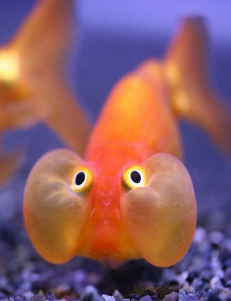 Funny Fish Pictures-Photos | Funny...  Alergic reaction moment! Frank Zhang, Best Friend Quotes Funny, Keep Swimming, Fishing Humor, Pjo Hoo, Heroes Of Olympus, Rick Riordan, Best Friend Quotes, Tropical Fish