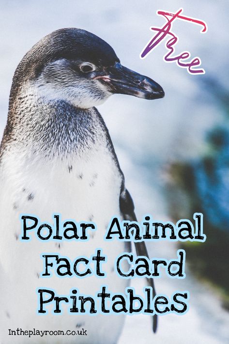 Polar Arctic Animals Facts For Kids: Free Printable Cards and Games to Play with Them - In The Playroom Polar Animal Activities For Toddlers, Arctic Animals Preschool Activities Free Printables, Artic Animals Activities For Toddlers, Polar Animal Crafts, Arctic Fox Facts, Arctic Animals Printables, Polar Animals Preschool, Arctic Animals Activities, Animal Fact File