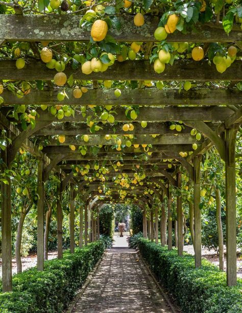 Orchards — Ganna Walska Lotusland Edible Front Yard, Eureka Lemon Tree, Garden To Table, Gardening Food, Montecito California, Edible Landscape, Guava Tree, Topiary Garden, Meditation Garden