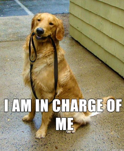 Funny Golden Retriever Pictures, Golden Retriever Dark, Fall Golden Retriever, Golden Retriever Meme, Golden Retriever Lab Mix, English Cream Golden Retriever Puppy, Cream Golden Retriever Puppy, Golden Retriever Clothes, Golden Retriever Mix Puppies