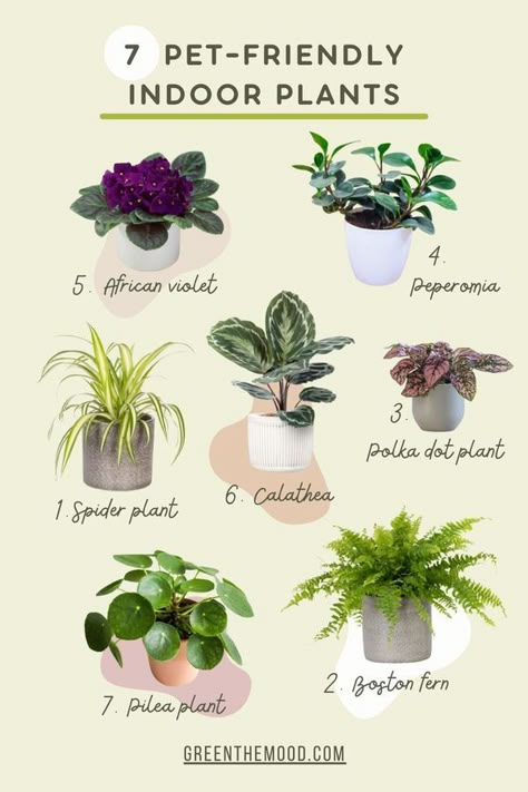 Pet Savers Nontoxic Plants For Cats, Cat Friendly Home Decor, Cat Room Ideas Indoor Cat Room Ideas, Cat Home Ideas Indoor, Cat Friendly House Plants, Safe Plants For Cats, Cat Safe House Plants, Plants Ideas Indoor, Indoor Plant Tips