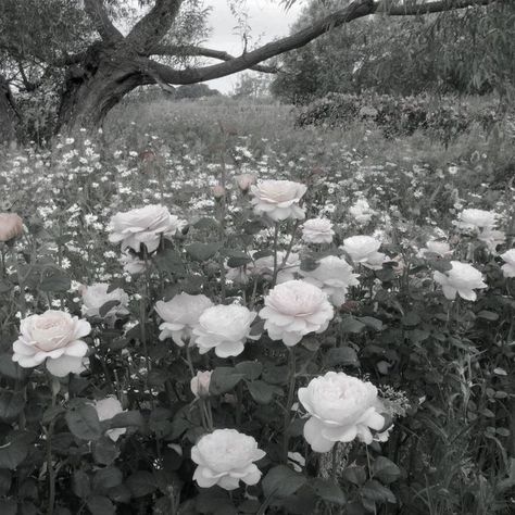 Pale Gray Aesthetic, Black White Flowers Aesthetic, Photo Asethic, Profile Picture Flowers, Gloomy Coquette Aesthetic, White Roses Aesthetic, Coquette Wallpapers, White Flower Background, Wallpers Pink