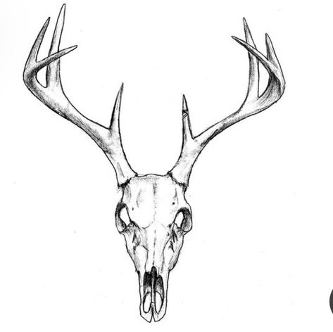 Deer Skull Reference, Deer Skull Drawing, Reindeer Tattoo, Deer Skull Tattoo, Animal Skull Drawing, Shark Monster, Iron Banner, Vegvisir Tattoo, Moose Skull