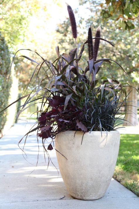 Gardenista This all-foliage combo with purple millet, black mondo grass, and sweet potato vine was inspired by one that Gardenista editor Erin Boyle spotted in her Brooklyn neighborhood. Its dark hues have the perfect dose of spookiness. Fall Pots, Black Mondo Grass, Fall Container Gardens, Sweet Potato Vine, Fall Containers, Garden Vines, Fall Planters, Patio Planters, Have Inspiration