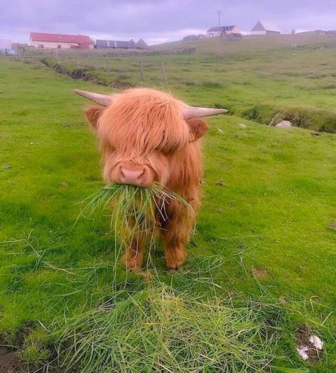 Other Perspectives, Long Haired Cows, Pet Cows, Baby Farm Animals, Fluffy Cows, Cute Small Animals, Baby Animals Pictures, Baby Cows