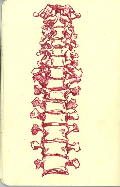 sketch Spine Drawing Easy, Backbone Drawing, Bone Sketch, Bones Sketch, Vertebrae Art, Bone Reference, Spine Drawing, Bones Drawing, Spine Art