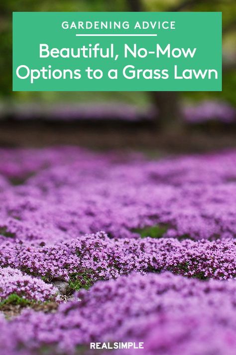 Beautiful, No-Mow Alternatives to a Grass Lawn | Transform your backyard or front yard with these low-maintenance grass alternatives that are easy to take care of and require little to no upkeep. #gardenideas #realsimple #grasstips #lawntips Thyme Grass Lawn Alternative, Thyme Lawn Grass Alternative, Grass Yard Alternatives, Walkable Ground Cover Grass Alternative, Creeping Thyme Yard, Creeping Thyme Ground Cover Lawn Alternative, How To Plant Creeping Thyme, Fescue Grass Landscape, Instead Of Grass Ideas