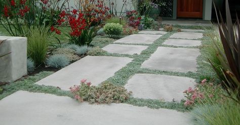 Concrete pavers, planted with Dymondia ground cover between, is a better alternative to solid walkways as it is more permeable.  This bord... Pizza Garden, Permeable Paving, Lawn Alternatives, Front Gardens, Front Yard Landscape, Minimalist Garden, Ground Covers, Front Yard Ideas, Smart Garden