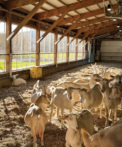 Saanens—the breed Hooper and his wife, Daryll Breau, raise at Ayers Brook Goat Dairy in Randolph, Vermont—are recognized as the highest-producing goat breed in the world. Originally from Switzerland, with snowy white fur and pink-tinged ears and noses, the average doe can give milk for 150 to 300 days on a single lactation cycle. Boar Goats, Goats Breeds, Randolph Vermont, Agriculture Pictures, Pet Goat, Farm Shed, Horse Info, Livestock Farming, Goat Farm