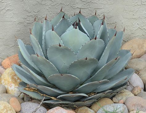 Artichoke Agave - Agave parryi truncata photo - Mark Dreiling photos at pbase.com Artichoke Agave, Agave Americana Landscaping, Agave Field, Agave Titanota, Agave Isthmensis, Blue Agave, Palm Desert, Agave Plant, Garden Essentials