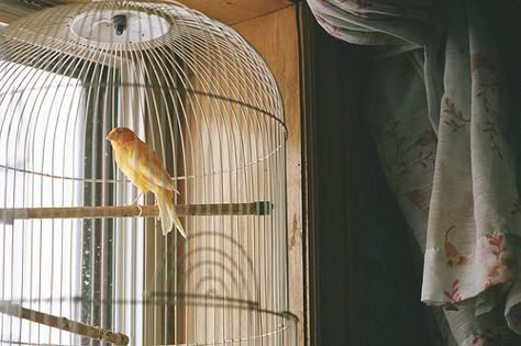 Canary. | Flickr - Photo Sharing! What Remains Of Edith Finch, Edith Finch, Rusty Lake, Bird In A Cage, Canary Birds, Blaine Anderson, Kurt Hummel, Fleet Street, Sweeney Todd