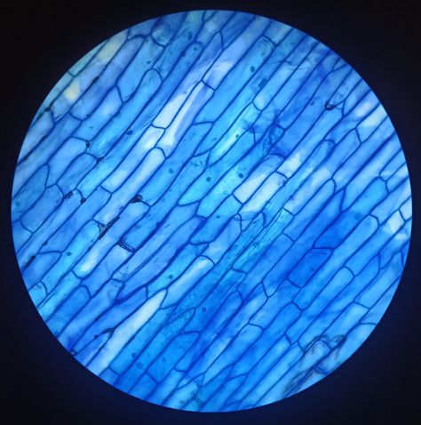 Microscopic Nature Photography, Crystal Under Microscope, Nature Under Microscope, Cells Through Microscope, Viruses Under Microscope, Cells Under Microscope Art, Plants Under Microscope, Onion Cell Under Microscope, Under The Microscope Textiles