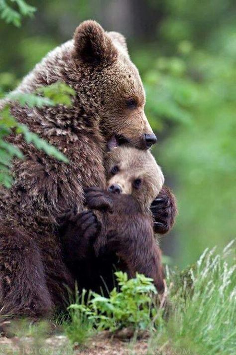 Bear & Cubs mother bears are affectionate, protective, devoted, strict, sensitive and attentive with their young. Regnul Animal, Brown Bears, Foto Tips, Love Bear, Living Things, Bear Hug, Appaloosa, Quarter Horse, Cute Animal Pictures